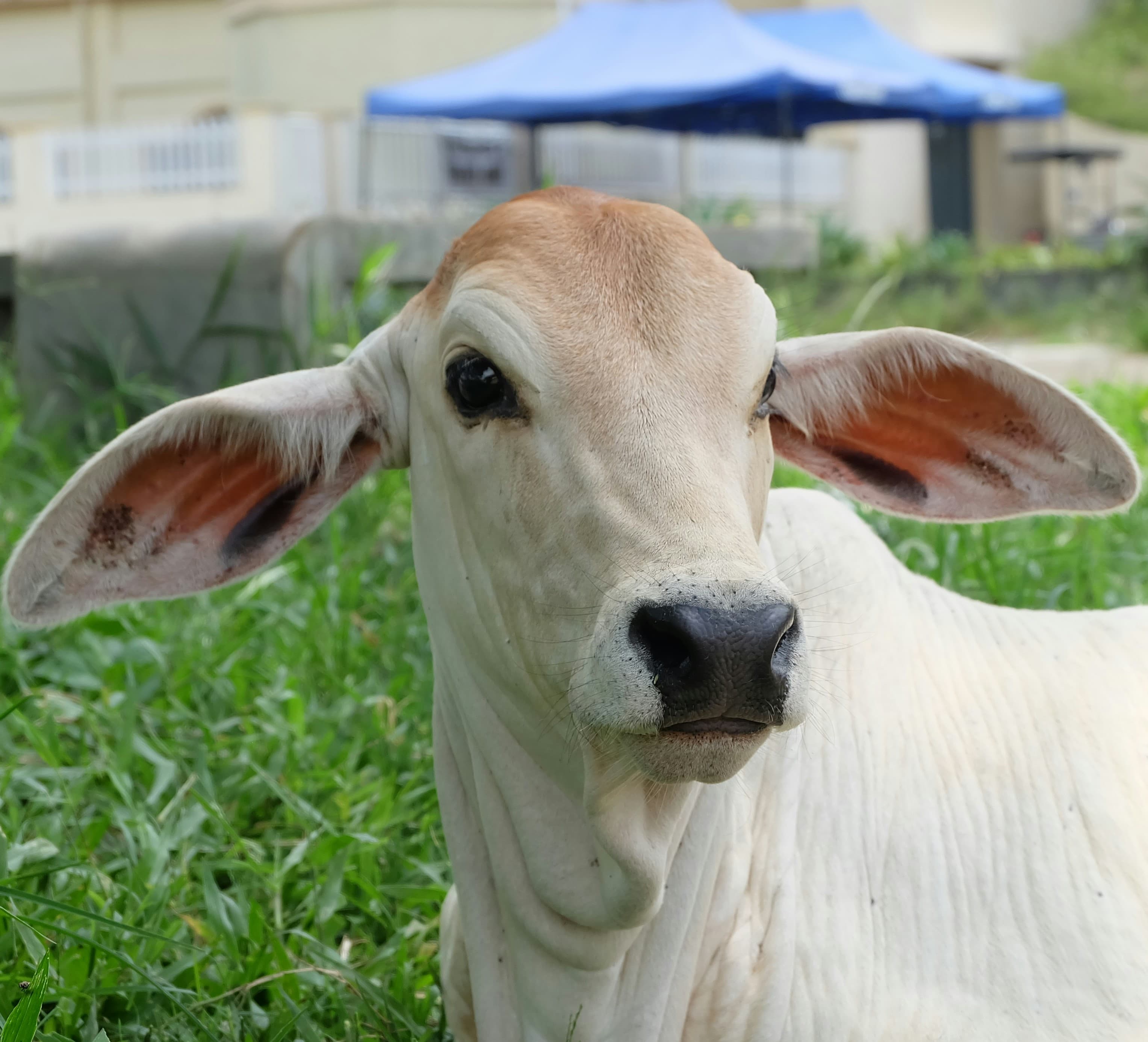 Background Cattle